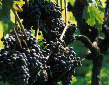 Sicilian Wine Grapes