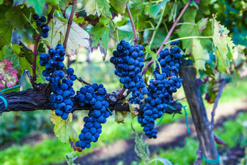 Sicilian grapes hanging from vines