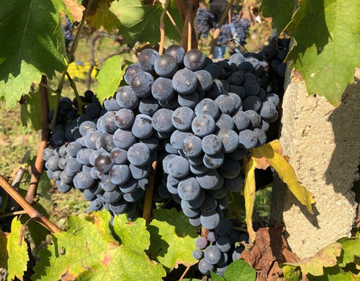 An Introduction to Nero d’Avola