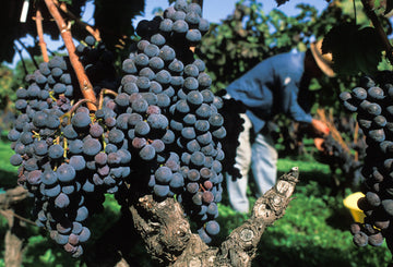 Exploring the Red Wine Making Process at Gambino Winery